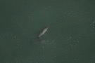 Missing Picture